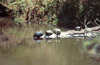 Kenya - Nairobi National Park: turtles in the sun - photo by F.Rigaud