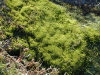 Kerguelen island: Port Jeanne d'Arc - closeup of the moss beside the stream (photo by Francis Lynch)