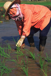 Laos: peasant women planting rice - agriculture - photo by E.Petitalot