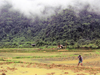 Laos - Vang Vieng: working in the fields - agriculture - rice production - photo by M.Samper