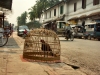 Laos - Luang Prabang: caged bird (photo by P.Artus)