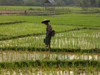 Laos - Muang Noi: Laotian peasant in the rice paddies - photo by P.Artus