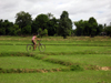 Laos - Don Det Island - Si Phan Don region - 4000 islands - Mekong river: bike in the fields - photo by M.Samper