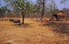 Laos: buffalos around a farm - dry season - photo by E.Petitalot