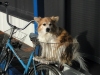 Latvia - Ventspils: a dog's life (photo by A.Dnieprowsky)
