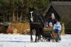Latvia - Ventspils: horse drawn sledge - Maslennitsa celebrations (photo by A.Dnieprowsky)