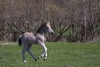 Latvia - Pape: colt playing - Pape horses (Rucava, Liepajas Rajons - Kurzeme) - photo by A.Dnieprowsky