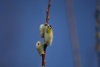Latvia - Ventspils: flies rule (photo by A.Dnieprowsky)