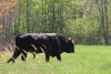 Latvia - Pape: cows / govs (Rucava, Liepajas Rajons - Kurzeme) - photo by A.Dnieprowsky