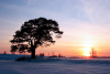 Latvia - Araisi / Araishi: winter scene - snow, tree and sunset (Drabesu pagasts - Cesu Rajons - Vidzeme) (photo by A.Dnieprowsky)