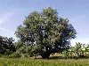 Latvia - Ape: giant willow tree (Aluksnes Rajons - Vidzeme) (photo by A.Dnieprowsky)