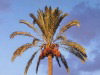 Libya - a date palm (photo by G.Frysinger)
