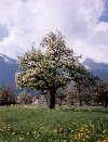 Liechtenstein - Spring in the valley - blossoming cherry tree (photo by M.Torres)