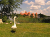 Lithuania / Litva / Litauen - Trakai: geese family and Trakai Castle - goose - photo by J.Kaman