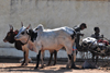 Morondava - Menabe, Toliara province, Madagascar: oxen take a rest - photo by M.Torres