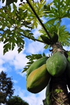 Andasibe, Alaotra-Mangoro, Toamasina Province, Madagascar: papaya tree with fruits - Carica papaya - photo by M.Torres