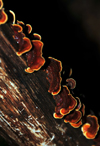Andasibe, Alaotra-Mangoro, Toamasina Province, Madagascar: fungi on an old trunk - Analamazoatra Reserve / Prinet - photo by M.Torres