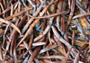 Soanierana Ivongo, Analanjirofo, Toamasina Province, Madagascar: vanilla pods drying - curing process - Bourbon-Madagascar vanilla - photo by M.Torres
