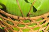 Soanierana Ivongo, Analanjirofo, Toamasina Province, Madagascar: Malagasy 'cargo container' using a basket and banana leaves - photo by M.Torres