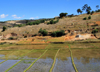 RN2, Alaotra-Mangoro region, Toamasina Province, Madagascar: rice paddies - agriculture - photo by M.Torres