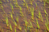 RN5, Analanjirofo region, Toamasina Province, Madagascar: flooded rice field - close-up of rice plants - monocot plant Oryza sativa - photo by M.Torres