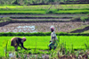 RN5, Analanjirofo region, Toamasina Province, Madagascar: workers toiling a rice field - third world agriculture - photo by M.Torres