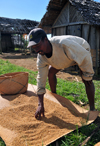 RN5, Analanjirofo region, Toamasina Province, Madagascar: farmer inspecting drying rice - photo by M.Torres