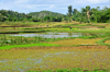 RN5, Analanjirofo region, Toamasina Province, Madagascar: irrigated rice paddies - photo by M.Torres