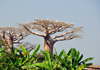 West coast road between Morondava and Alley of the Baobabs, Toliara Province, Madagascar: baobabs, banana trees and egrets - Adansonia grandidieri - photo by M.Torres