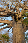 West coast road between the Tsiribihina river and Alley of the Baobabs, Toliara Province, Madagascar: baobab detail - photo by M.Torres