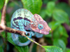 Lokobe Reserve, Nosy Be, Antsiranana Province, Madagascar: Parson's chameleon - Calumma parsonii - listed on CITES Appendix II - reptile endemic to the humid primary forest in the east and north of the country - photo by R.Eime