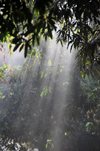 Bekopaka, Antsalova district, Melaky region, Mahajanga province, Madagascar: light and leaves - photo by M.Torres