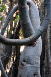 Tsingy de Bemaraha National Park, Antsalova district, Melaky region, Mahajanga province, Madagascar: contorted tree in a narrow canyon - pachycaul - UNESCO World Heritage Site - photo by M.Torres
