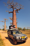 Alley of the Baobabs, north of Morondava, Menabe region, Toliara province, Madagascar: baobabs and fully loaded 4WD pick-up truck on the dirt road to Belon'i Tsiribihina -  Adansonia grandidieri - photo by M.Torres