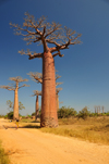 Alley of the Baobabs, north of Morondava, Menabe region, Toliara province, Madagascar: impressive baobabs and the dirt road aka Avenue of the Baobabs - Adansonia grandidieri - photo by M.Torres
