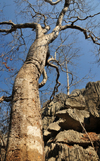 Tsingy de Bemaraha National Park, Mahajanga province, Madagascar: baobab growing in a canyon - karst limestone formation - UNESCO World Heritage Site - photo by M.Torres