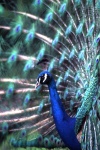 Madeira - pavo azul / blue peacock - photo by F.Rigaud