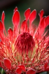 Madeira - protea - sugarbush flower - aberta /  open - photo by F.Rigaud