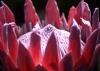 Madeira - flower - protea - fechada / closed - photo by F.Rigaud