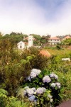 Madeira - Achadas da Cruz: hydrangeas - Hortnsias - Hydrangea macrophylla - flowers - photo by M.Durruti