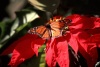 Madeira - borboleta numa flor vermelha / butterfly on a red flower - photo by F.Rigaud