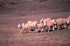 Pal da Serra (Calheta): rebanho de ovelhas / sheep (photo by F.Rigaud)