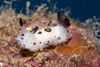 Malaysia - underwater images - Perhentian Island - Twin rocks: Funeral jorunna (jorunna funebris) moving over a reef wall, Pulau Perhentian, South China sea, Peninsular Malaysia, Asia - photo by J.Tryner