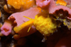 Malaysia - Perhentian Island Golden wentle trap (Epitonium billeeanum) with its proboscis in the top of a daisy cup coral (Tubastraea coccinea), Twin rocks, Pulau Perhentian, South China sea, Peninsular Malaysia, Asia - yellow sea snail