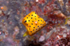 Perhentian Island Yellow boxfish (ostracion cubicus) swimming under an overhang - front view (photo by Jez Tryner)
