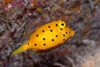 Perhentian Island: Yellow boxfish (ostracion cubicus) swimming under an overhang (photo by Jez Tryner)