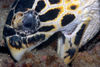 Malaysia - Perhentian Island - Twin rocks: Hawksbill turtle (Eretmochelys imbricata) close up of the head whilst feeding