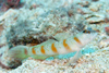 Perhentian Island - Batu seabell: Red margin shrimp goby (Amblyeleotris gymnocephala) next to its hole in the sand, displaying red margined dorsal fin