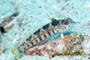 Perhentian Island - Batu seabell: Sandperch (Parapercis sp.)