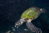 Malaysia - underwater image - Perhentian Island - Twin rocks: Hawksbill turtle IV - Eretmochelys imbricata (photo by Jez Tryner)